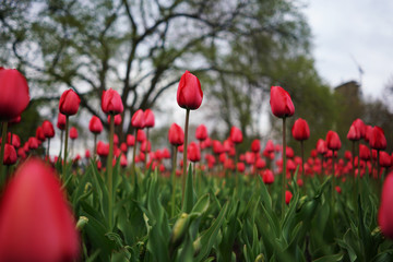 tulips