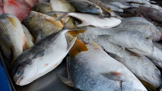 fish monger