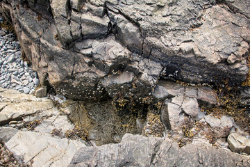 Large Rocks with Striations and Grooves on the Shore Path Bar Harbor Maine Unique rocks with interesting and intricate textures. Beautiful path along the Atlantic ocean featuring all types of rocks.