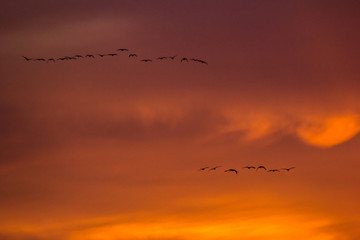 birds in the sky