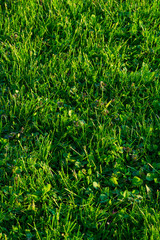 Green grass on a sunny day. Macro photo of green grass. Green grass.