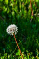 White fluffy dandelion. White dandelion seedling. Red seeded dandelion.