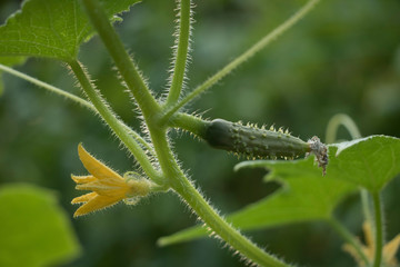 Baby Cucumber on the Vine in the Garden in the Summer. Fruit in the garden ripening. Monochromatic. 