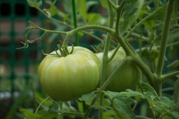Green Tomato on the Vine in the Garden in the Summer. Fruit in the garden ripening. Monochromatic.