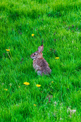 North american cotton tail rabbit. brown rabbit.