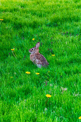 North american cotton tail rabbit. brown rabbit.