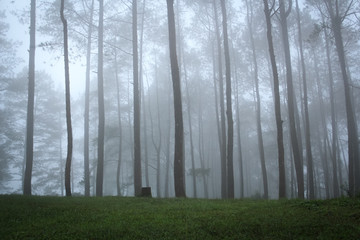 Fog In Forest