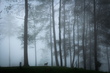 Fototapeta na wymiar Fog In Forest