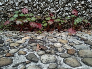 four-leaf clover at the corner