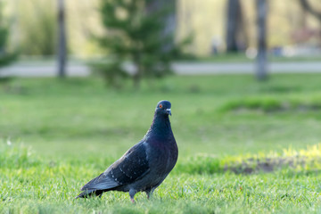 dark dove standing on the green grass close-up