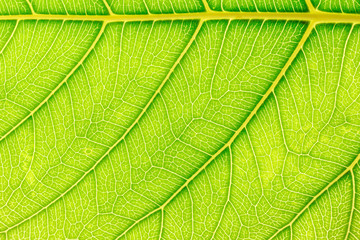 Obraz premium Green Leaf pattern texture background with light behind for website template, spring beauty, environment and ecology concept design.