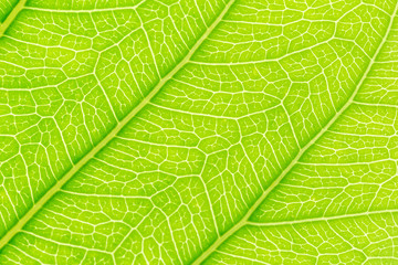 Green Leaf pattern texture background with light behind for website template, spring beauty, environment and ecology concept design.