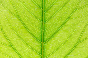 Obraz premium Green Leaf pattern texture background with light behind for website template, spring beauty, environment and ecology concept design.