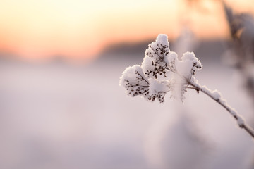 The flower has covered with heavy snow and sunset time in winter season at Holiday Village Kuukiuru, Finland.
