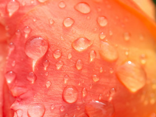 Close up showing the texture and detail of an peach orange colored rose petal with rain drops
