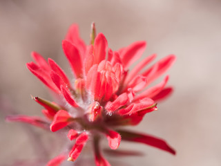 Red orange colored desert paint brush, Castilleja sp., in Red Rock Canyon near Las Vegas, Nevada, USA