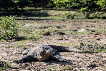 A Komodo dragon, Varanus komodoensis, lies in the sun in Komodo National Park, Indonesia. This...
