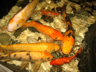 Fototapeta na wymiar Beautiful Golden fish splashing in the water large carp in a river aquarium looking for food in the rocks
