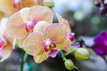 Orchid flower in orchid garden at winter or spring day for beauty and agriculture concept design. Phalaenopsis Orchidaceae.