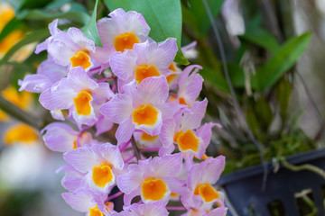 Orchid flower in orchid garden at winter or spring day for beauty and agriculture concept design....