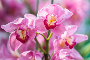 Fototapeta na wymiar Orchid flower in orchid garden at winter or spring day for beauty and agriculture concept design. Cymbidium Orchidaceae.