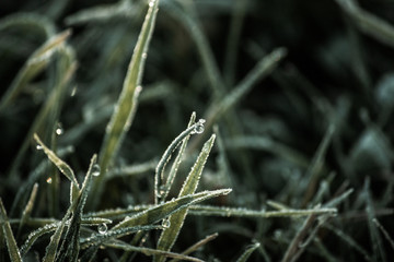morning dew on the grass