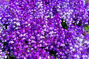 満開の小さな紫色の花