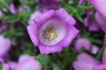canterbury bells 2