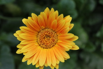 Yellow Orange Calendula 6