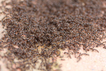 Ants Macro Close Up Close up of a colony of ants on a white surface. Perfect for a buggy background.