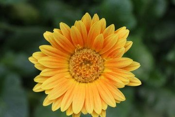 Yellow Orange Calendula 4