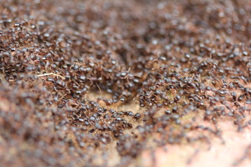 Ants Macro Close Up Close up of a colony of ants on a white surface. Perfect for a buggy background.
