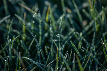 dew on grass, water droplet on green grass, close up nature, macro background
