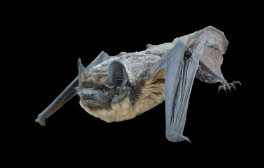 Small grey bat 2