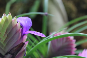 Fototapeta premium Crocus 1