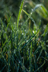 dew on grass, water droplet on green grass, close up nature, macro background