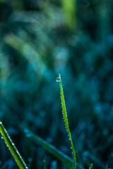 Naklejka premium dew on grass, water droplet on green grass, close up nature, macro background