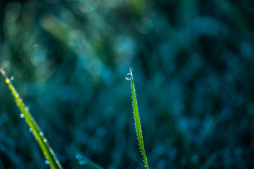 Fototapeta premium dew on grass, water droplet on green grass, close up nature, macro background