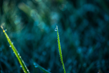 dew on grass, water droplet on green grass, close up nature, macro background