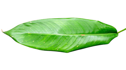 Obraz premium Green leaf isolated on white background with clipping path.