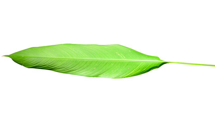 Obraz premium Tropical leaf isolated on white background with clipping path.