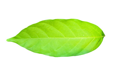 Green leaf isolated on white background with clipping path.