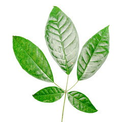 Green leaf isolated on white background with clipping path.