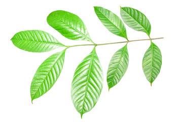 Naklejka na ściany i meble Green leaf isolated on white background with clipping path.