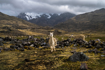 Naklejka premium wow cant believe it