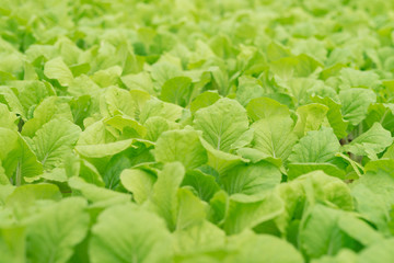 Organic vegetables