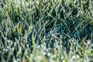 dew on grass, water droplet on green grass, close up nature, macro background