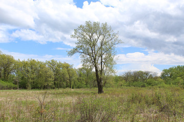 Eastern cottonwood tree at Somme Prairie Nature Preserve in Northbrook, Illinois on a sunny day...