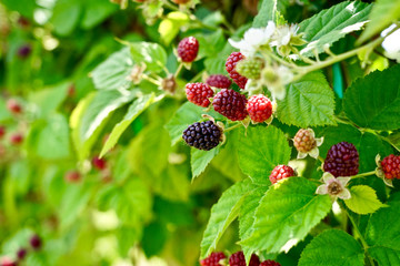 Fresh raspberry from the garden