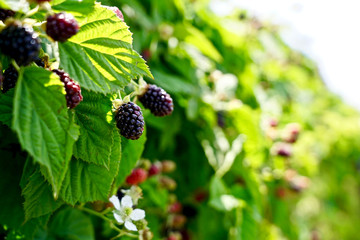 Fresh raspberry from the garden